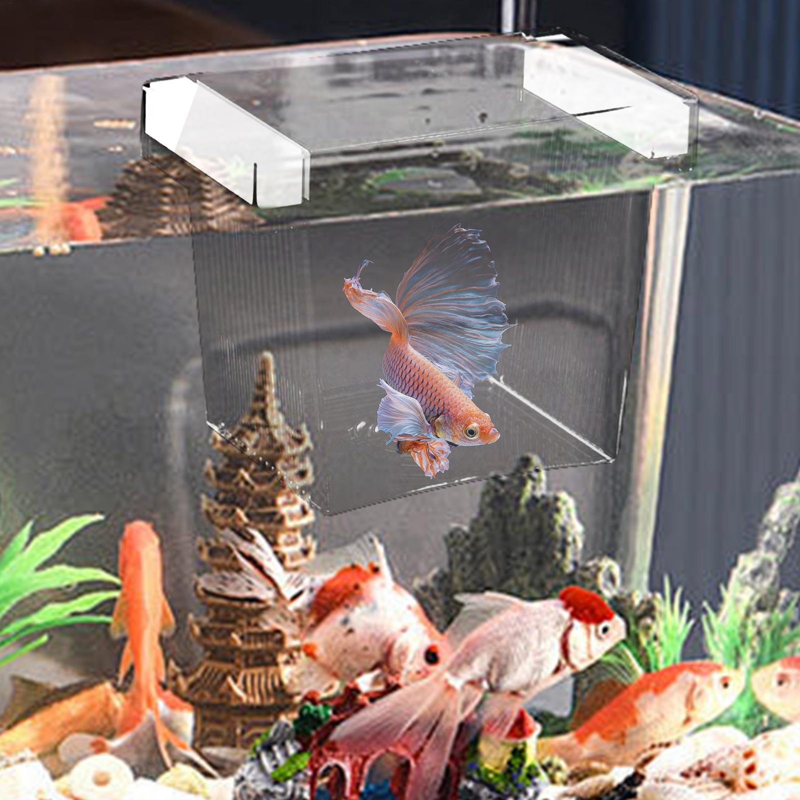 Boîte de reproduction pour poi - Aquarium Fish Betta avis et prix