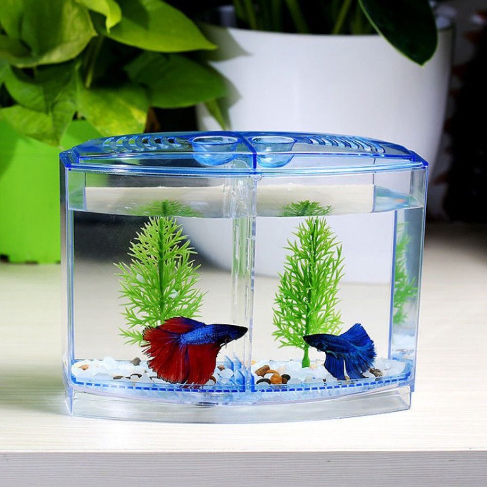 Poisson Betta précieux transpa - Aquarium Fish Betta avis et prix